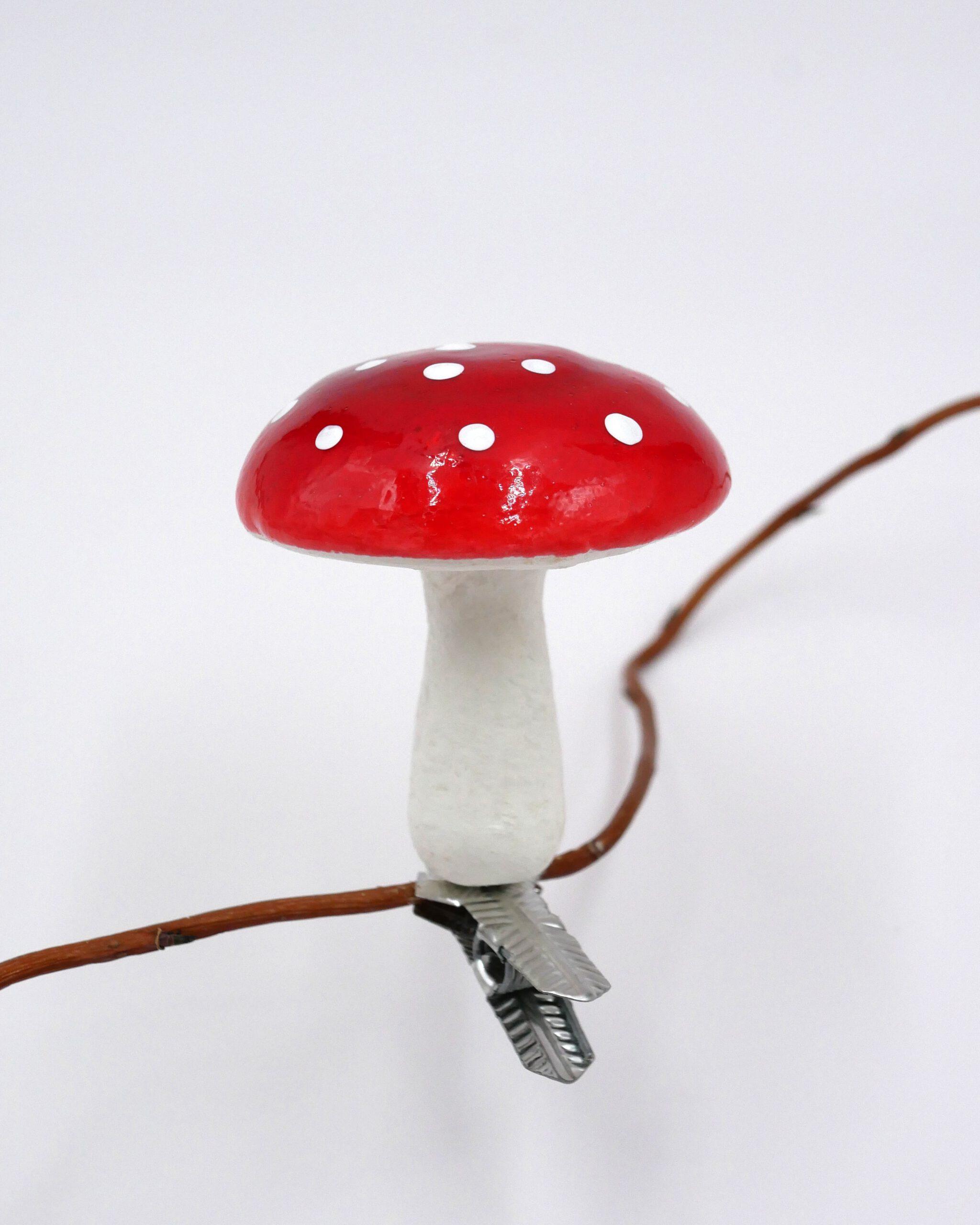 Wattepilze in vier Größen