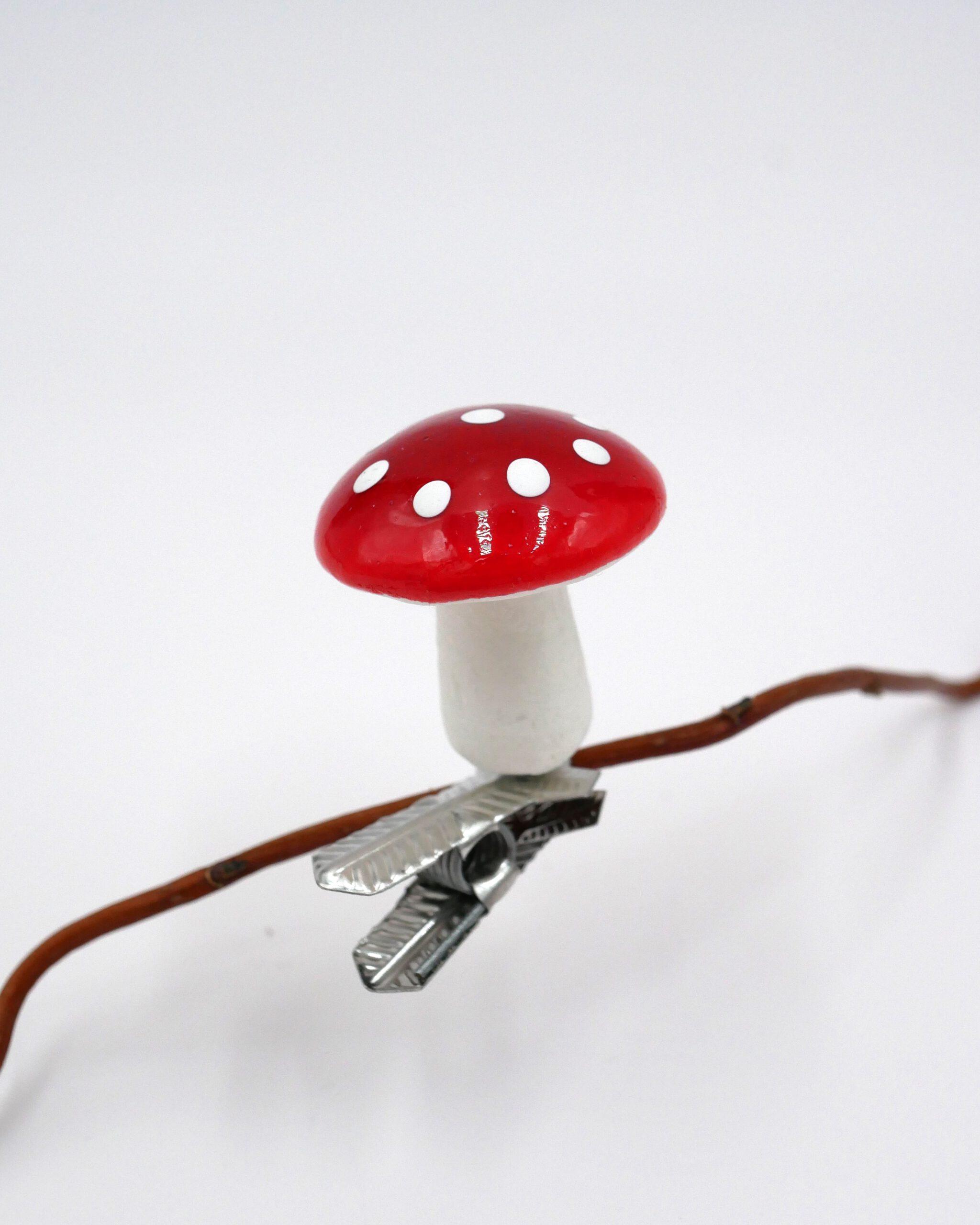 Wattepilze in vier Größen