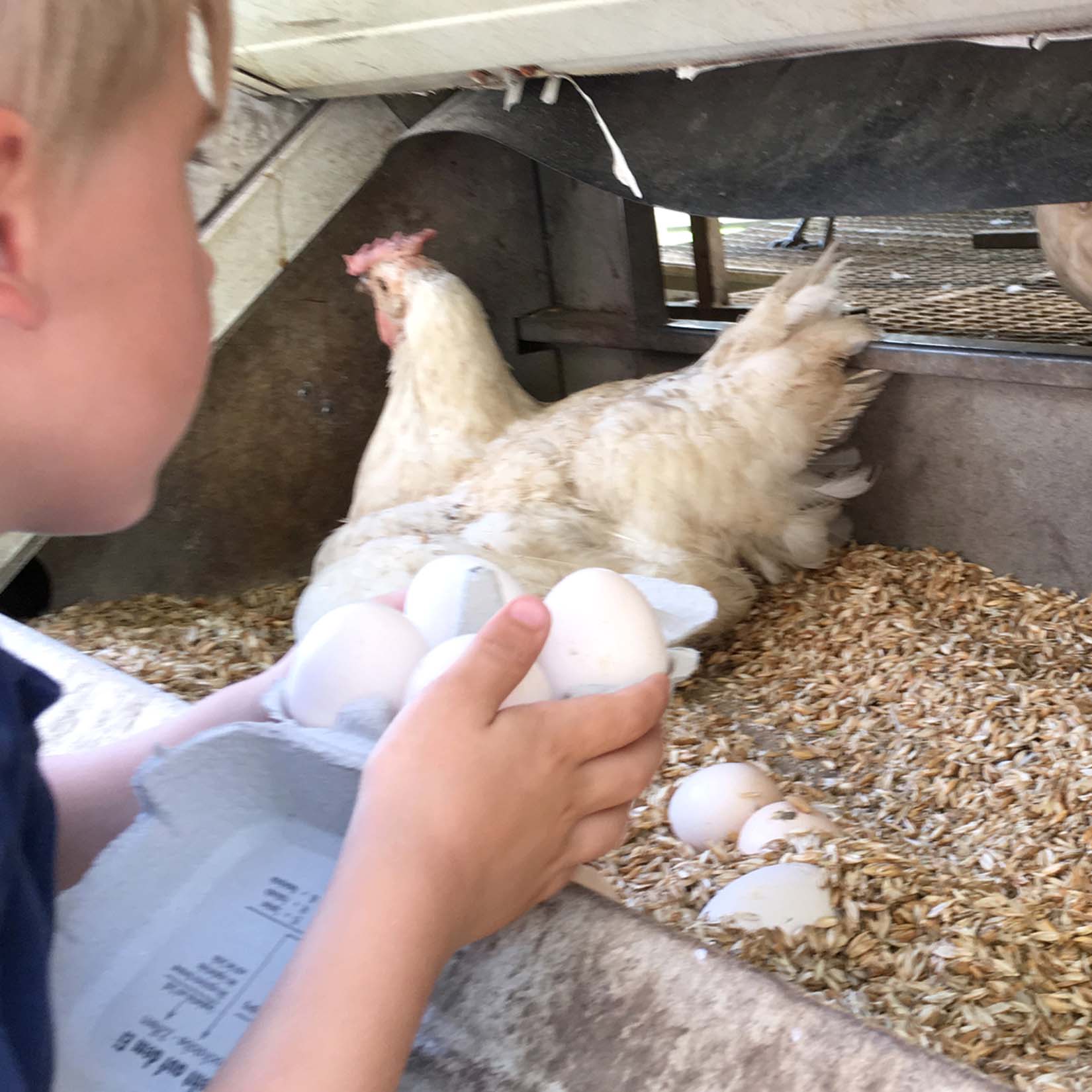 Bauernhof für Großstadtkinder - Besuch bei den glücklichen Hühnern