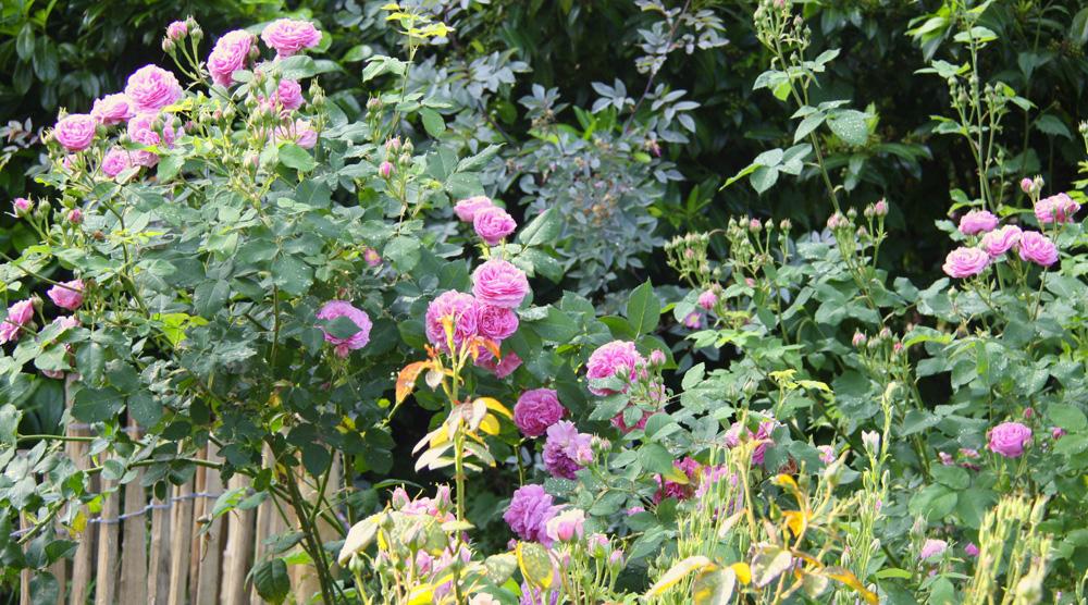 Cottage Garten - Rosen