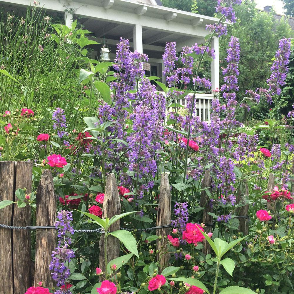 Cottage Garten - Pflanzen