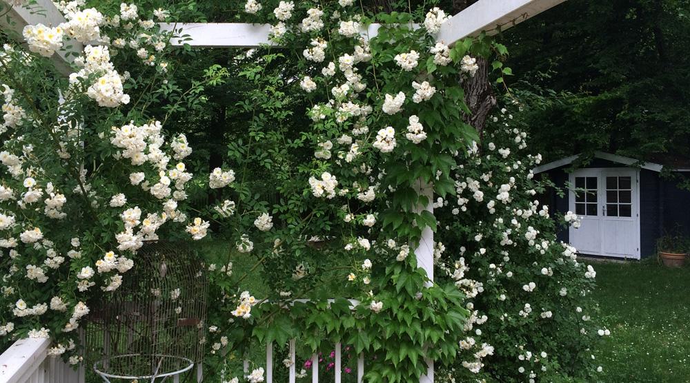 Cottage Garten - Rosenspalier