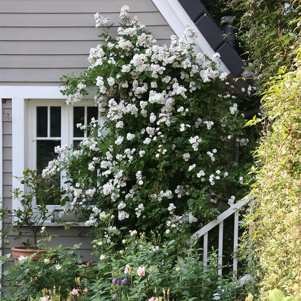 Cottage Garten - Rosen an Hauswand